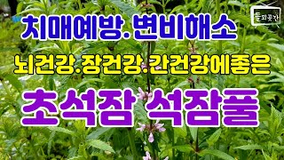 뇌기능증진시키고 장을편하게하는 초석잠과 석잠풀이야기