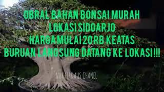 CEK HARGA OBRAL BONSAI MURAH Rp 20.000 LOKASI SIDOARJO