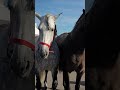 handsome spanish stallone verona horse fair 2022 italy