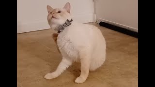When The Catnip Hits Pt. 3