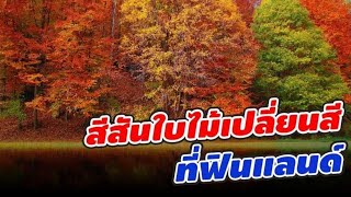 ฤดูใบไม้ร่วง สีสันในวันที่ใบไม้เปลี่ยนสี | ฟินแลนด์ | Colourful Autumn