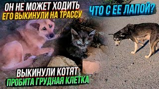 Это Ужас, сколько их на трассе😱 Нет места, что б всех забирать на пристройство\