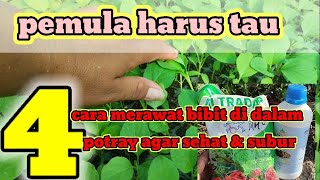 Pemula uarus tau 4cara merawat bibit didalam potray agar sehat daan subur#tuah kabon#agriculture