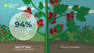 WETCIT® DUO | Red Spider Mites on tomatoes