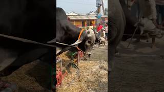 Muscular Grey Brahman Cross Cow Unloading from Chuadanga 2024 || Pagla Goru Unloading 2024 ||