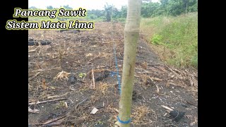 Tips & Trik|| Cara CEPAT & Sederhana Pemancangan Kelapa Sawit Sistem Mata Lima/Segi Tiga ALAKU||