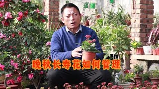 长寿花新养法，不烂根不黄叶，放在家里旺人又旺财！