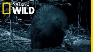 New Zealand's Most Famous Bird | Wild New Zealand