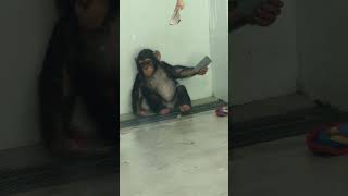 既夏■⑰チンパンジー・モコイチくん・沖縄こどもの国・・・Chimpanzee ・Okinawa Zoo \u0026 Museum(20230410)