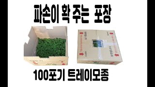 파손을 확줄이는 택배포장 - 10년이상 고민하다 찾은 야콘 트레이묘 100포기 포장  배송 방법