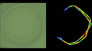 Disentangling and modeling interactions in fish with burst-and-coast swimming reveal distinct