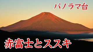 赤富士とススキ パノラマ台 2023 山中湖村 ｜Red Fuji and pampas grass ｜山梨観光スポット