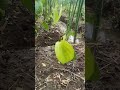 betelvine cultivation betelvine agriculture villagelife