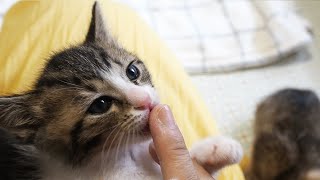 家主の膝にい一番乗りした子猫が甘えまくり、膝から頑なに動かない【赤ちゃん猫】【保護子猫】