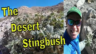 Desert Rock Nettle, The Nightmare of Hikers and Canyoneers