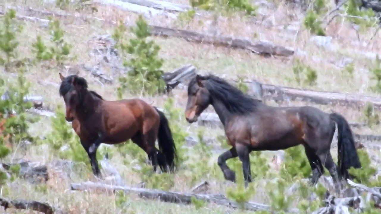 Free Roaming Wild Alberta Horses - YouTube