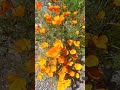 california poppies