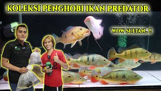 BARTER IKAN DENGAN SULTAN PENGHOBI IKAN PREDATOR