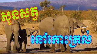 ប្លែកភ្នែកខ្លាំងណាស់  មកដល់ប្រទេសវៀតណាម កោះត្រល់ នៅក្នុងសួនសត្វ #cambodia #vietnam #animals