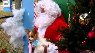 dogs meet Santa at Countryside