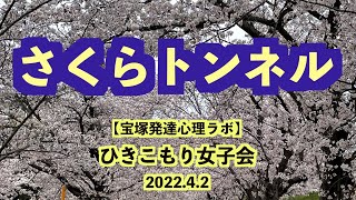 【桜満開】さくらトンネル