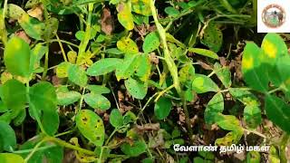 நிலக்கடலை பயிரில் இலைப்புள்ளி நோய் மேலாண்மை/Management of leaf spot disease in Groundnut