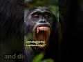 can you really beat a chimpanzee in a fight