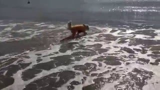 海で遊ぶゴールデンレトリバーのはっち