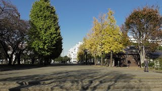 【見ごろ！】赤塚公園（中央地区）の競技場前のイチョウの黄葉（２０２４年１１月２５日（月）撮影）