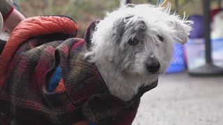 Seattle program offers free veterinary care to pets of people living unhoused