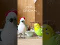 francfranc ミュージックバードが好きなインコ🎄メリークリスマス🎄 parrot セキセイインコ shorts parakeet budgies budgie