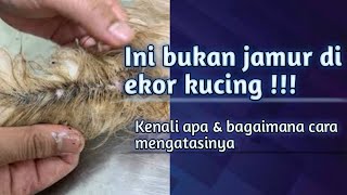 Bukan jamur di ekor kucing tapi.....|| Simak videonya sampai habis