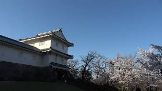 女子中学生JCと　長岡悠久山公園、桜 6