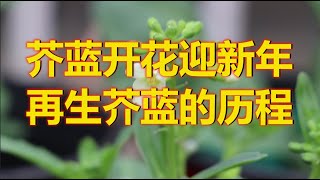 再生芥蓝，一个月就长出根须，欢迎围观芥蓝的再生历程！Growing Chinese kale without seeds at home /How to  regrow Chinese kale