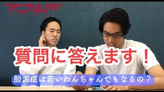 犬の胆嚢ってどこにある？胆泥症や胆嚢粘液嚢腫について