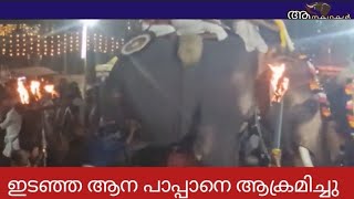 ഇടഞ്ഞ ആന മറ്റുള്ള ആനകളെയും കുത്തി | Elephant attack kerala 2025