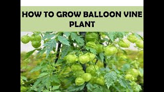 முடக்கத்தான் கீரை வளர்ப்பு மற்றும் பயன்கள்| How to grow balloon vine plant in tamil