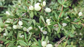 please id white fruit Berberis