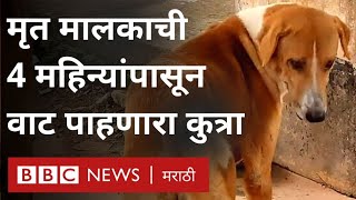 Loyal Dog Emotional Story: हा कुत्रा 4 महिन्यांपासून शवागाराबाहेर मृत मालकाची वाट पाहतोय...