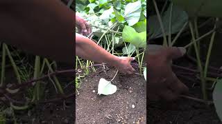 Tips for Adventitious Root Management of Sweet Potatoes Learned from Japanese Farmers #shorts