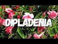 Dipladenia: Um Guia Completo Sobre Essa Planta