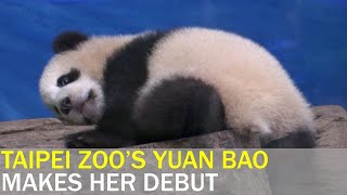 Yuan Bao sleeps for most of public debut  | Taiwan News | RTI