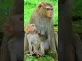 P/it/if/uly Baby Luno So H.ungry Mum N.ot Allow Milk. #babymonkey #monkeyfamily