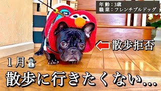 【ご報告】寒さが苦手なフレブルと「これからのYouTube投稿」について