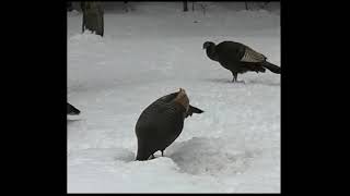 Dindons sauvages à St-Donat wild turkeys