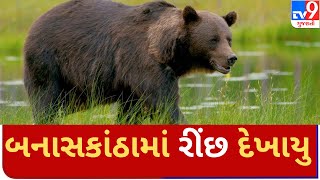 બનાકાંઠામાં રીંછ દેખાયુ | Tv9GujaratiNews