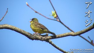 Black-faced Bunting | Birds Singing | Wild Bird Song Sounds Archive