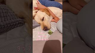 子どもの寝かしつけしながら、一緒に寝る犬。#犬と子供 #キャリアチェンジ犬 #大型犬のいる生活 #guidedog