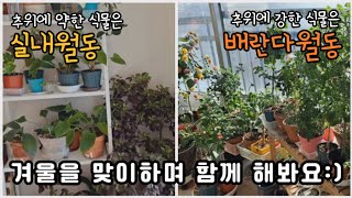 추위에 약한 식물은 '실내월동', 추위에 강한 식물은 '베란다월동'! 겨울을 맞이하며 함께 해봐요:)