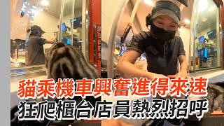 貓乘機車興奮進得來速 狂爬櫃台店員開心擼喵｜寵物動物｜可愛｜精選影片